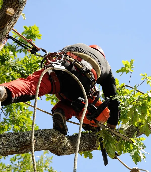 elagage-et-abattage-d’arbre-33